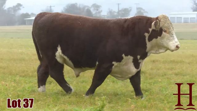 Lot 37 Lotus R0014(HPR)(H) смотреть онлайн