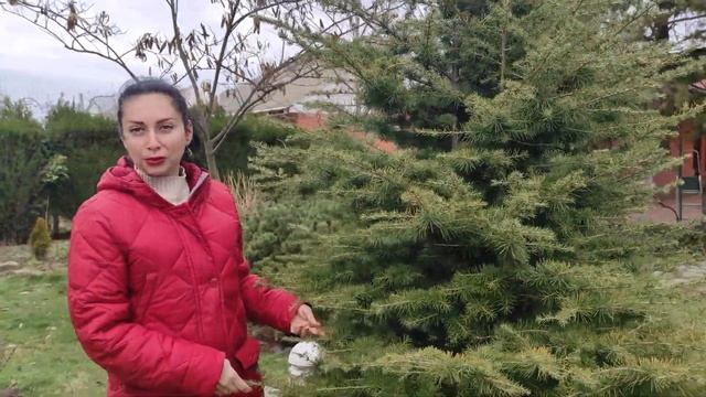 КЕДР ливанский Glauca Pendula (Глаука Пендула) | КЕДР гималайский ( ДЕОДАР ) в моем саду ! смотреть онлайн
