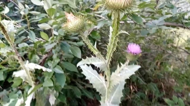 Татарник. Онкологическая трава. смотреть онлайн