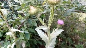 Татарник. Онкологическая трава.