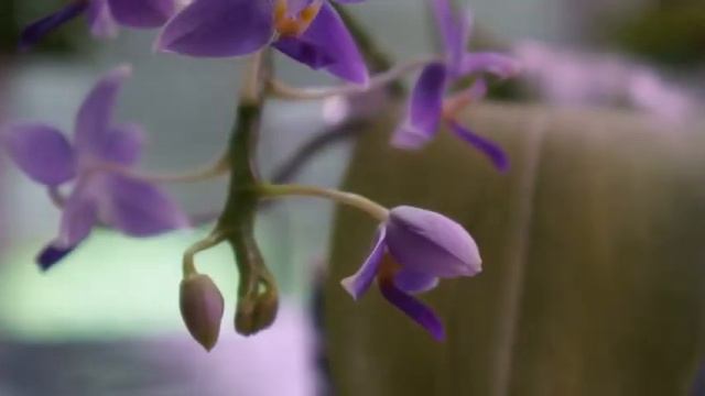Orchid - Phal Jiaho Blueberry Is Amazing | Fragrant Multi Floral | Orchid Care Tips