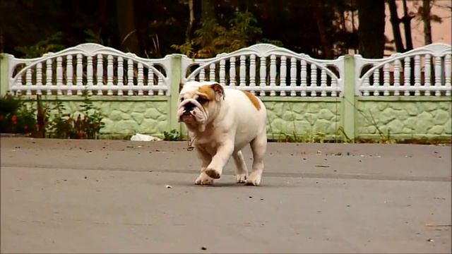 Бульдог смотреть онлайн