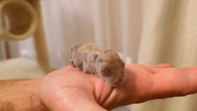 Знакомьтесь!!! Самые милые кролики в мире!!!❤ смотреть онлайн