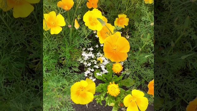 Фотообзор дачи 21.07.2022 смотреть онлайн