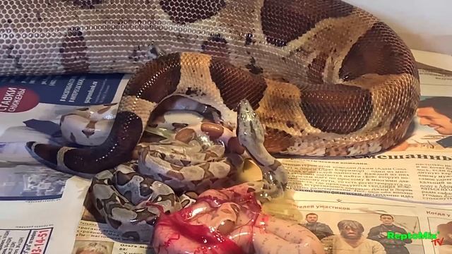 Breeding BCI СB 2020 Litter 1 Роды удава разведение рептилии