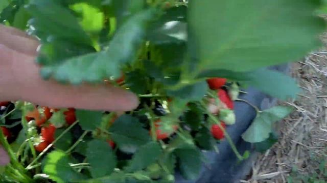 Выращивание клубники.Про нашу урожайность смотреть онлайн