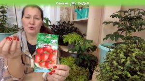 Томат Непас 10