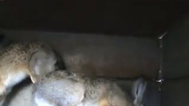 японский перепел, заяц русак, утки.