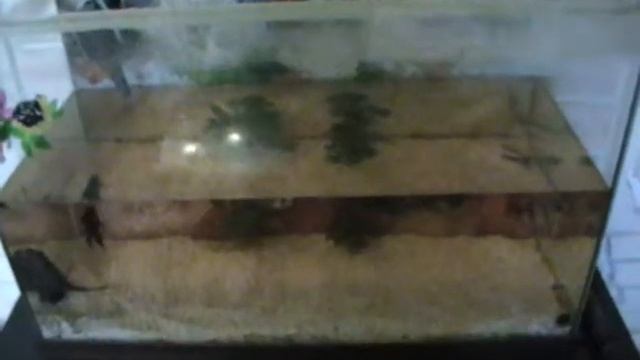 Как помыть аквариум смотреть онлайн