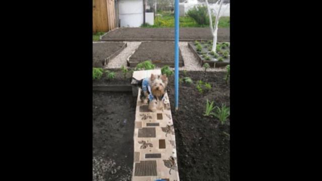 Happy New Year by Sobachata ru смотреть онлайн