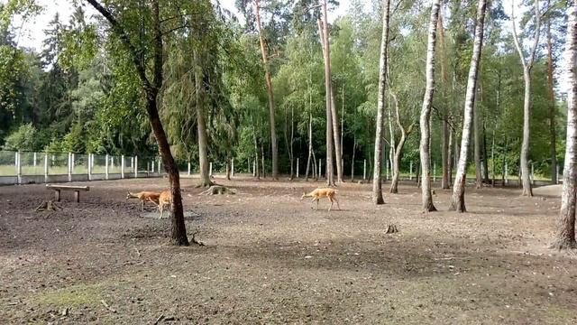 Пятнистые олени в Беловежской Пуще | Spotted deer in Bialowieza Forest смотреть онлайн
