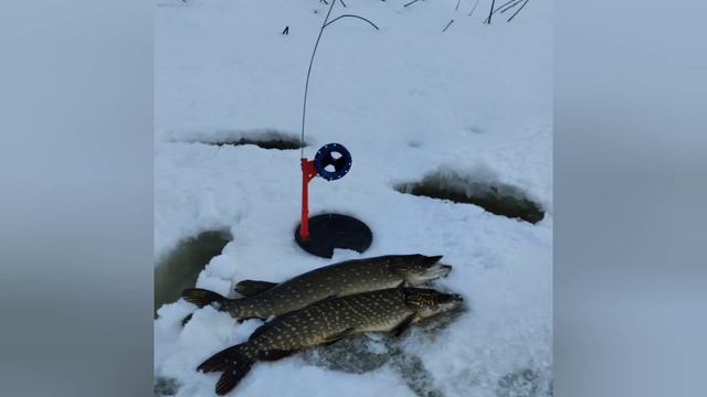 Зимний сезон открыт,в черново Ленинградской области!!! (2023) смотреть онлайн
