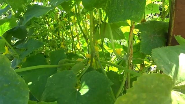 Жалею, почему я раньше так не делал! Огурцы ровные. Огурцы крючки в прошлом. Чем подкормить огурцы смотреть онлайн