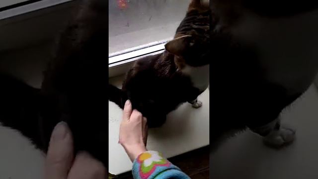 моя кошечка Сластена кувыркается через голову (на 3м 45сек) смотреть онлайн