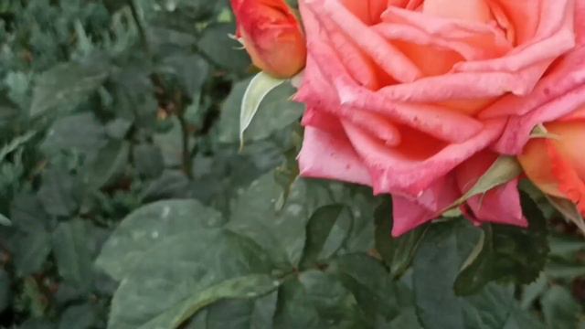 510.#11 июля 🌹Подмосковье🌹Моë утро начинается с роз🌹Зацветают новые розочки🌹🌹🌹🌹🌹 смотреть онлайн