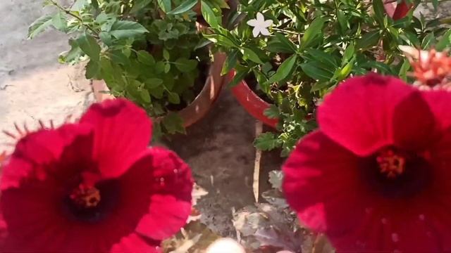 All About Cranberry Hibiscus