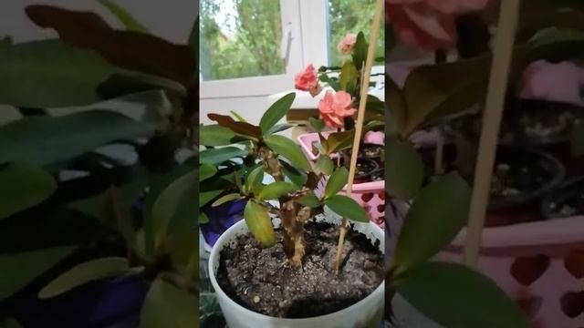 Черенкование и укоренение Эуфорбии Миля смотреть онлайн