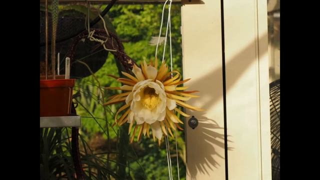 Selenicereus grandiflorus смотреть онлайн