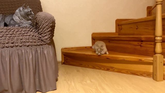 Кролики научились лазить по лестнице. Котики наблюдают. смотреть онлайн