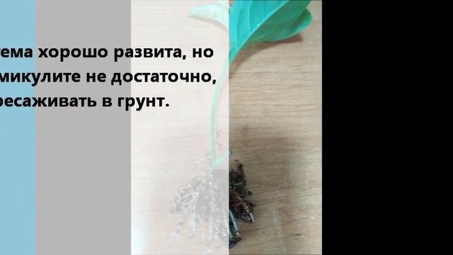 Черенкование сурфинии и петунии. смотреть онлайн