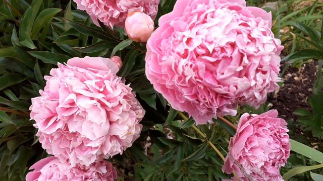 пион SARAH BERNHARDT смотреть онлайн