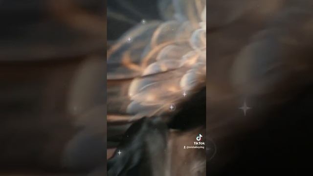 Собачьи сны/Забавное/Колыбельная/Домашние животные/Милота/ смотреть онлайн