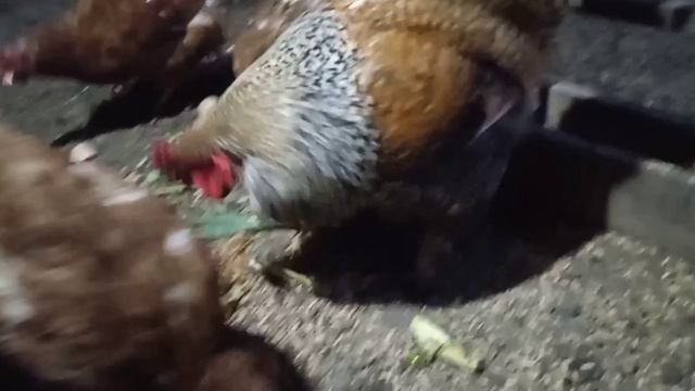 Хлеб с плесенью. Можно ли его давать курам смотреть онлайн