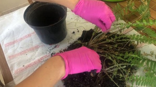 НЕФРОЛЕПИС | ПРИНЦИПЫ ВЫРАЩИВАНИЯ