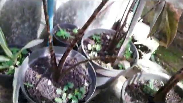 Caladium - Elephant's Ears - Papua Caladium