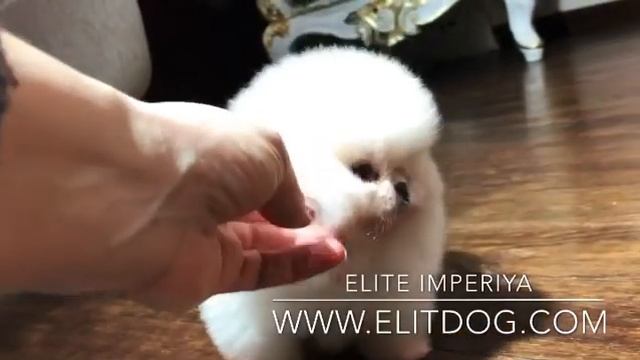 Экстра мини померанский шпиц! Teacup Pomeranian! Www.elitdog.com