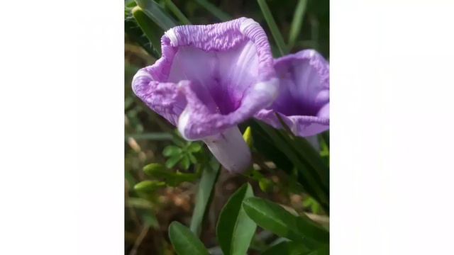 INSPIRE Positive vibes: Good Morning. Flowers and Greens. смотреть онлайн