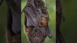 # приметы про летучих мышей-2#