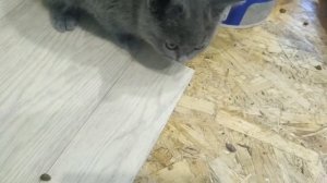 Как ухаживать за котёнком??!?!!