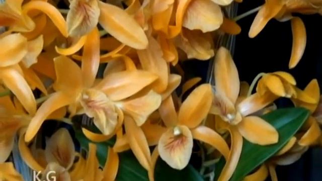 My orchid collection смотреть онлайн