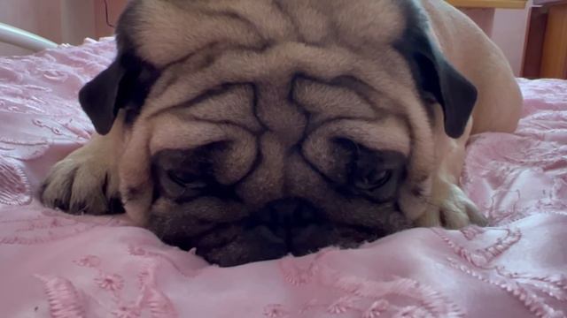Мопс на большой кровати 🛏 Будни Барни.Храп собаки😴 смотреть онлайн