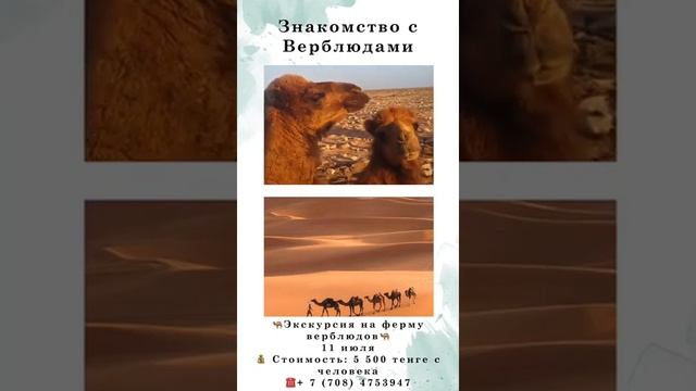 Экскурсия на ферму верблюдов смотреть онлайн