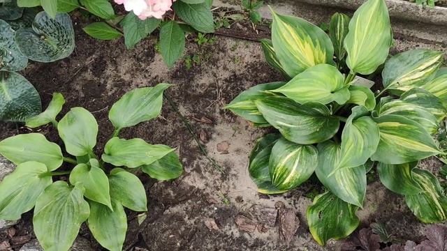 Коллекционный сорт хосты Moonligh Sonata Streaked и Moonlight Mirage...хосты с бархатным листом.. смотреть онлайн