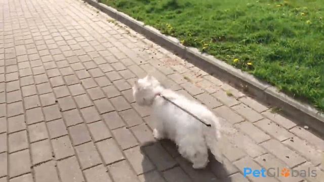 ВЕСТ-ХАЙЛЕНД-УАЙТ-ТЕРЬЕР (всё о породе) смотреть онлайн