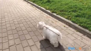 ВЕСТ-ХАЙЛЕНД-УАЙТ-ТЕРЬЕР (всё о породе)