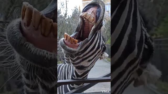 Зоопарк 2021 Ялта смотреть онлайн