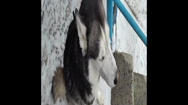 Эльза