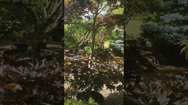 Klon Pospolity 'Crimson Sentry’ – Acer Platanoides - 2,5m