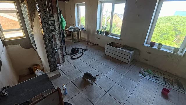 играем в догонялки с лапой смотреть онлайн