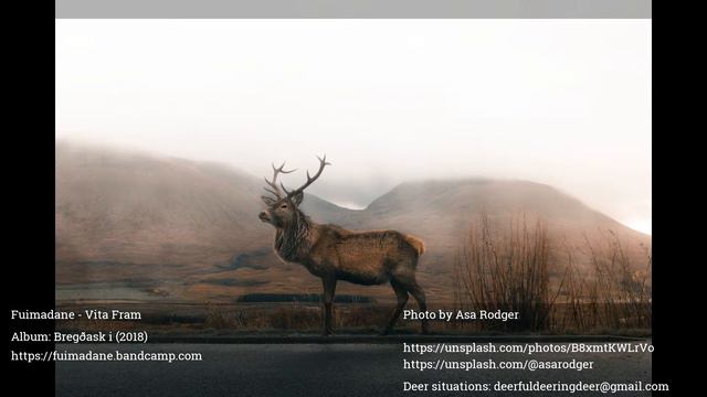 Deer Radio 24/7: find your favorite music while having unique audio visual deer experience! смотреть онлайн