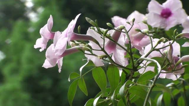 Pandorea Jasminoides