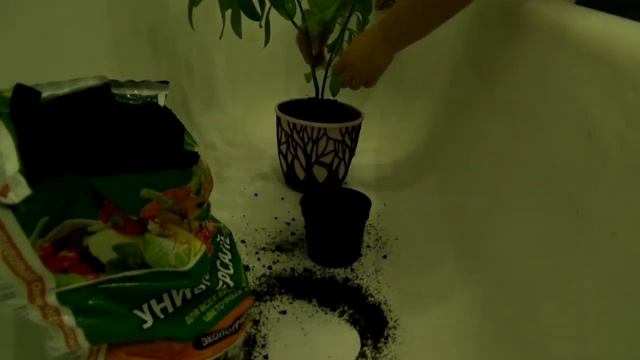 СИНАДЕНИУМ пересадка и уход в домашних условиях,МОИ ЦВЕТЫ. смотреть онлайн