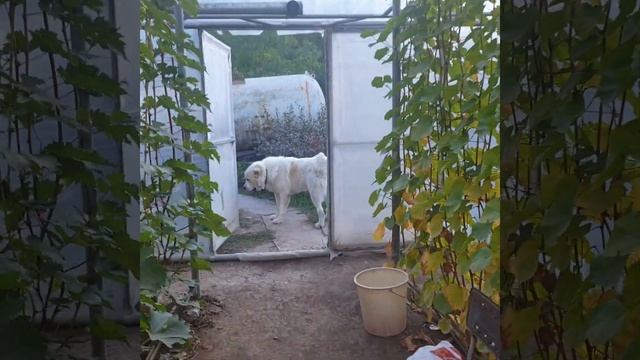 искра, сон Анжелики, атлантида смотреть онлайн