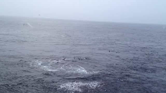 Групповая охота касаток на сельдь ,Grunnfarnes север Норвегии... смотреть онлайн