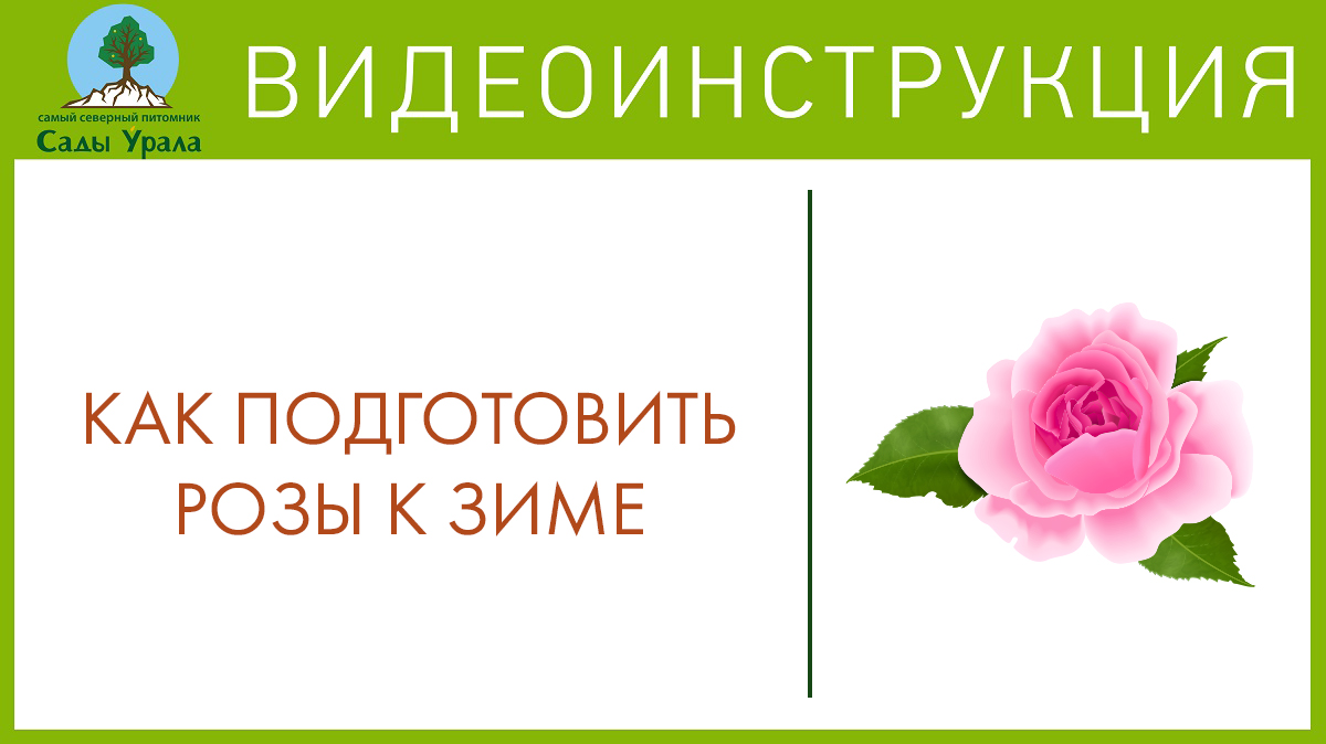 Розы - подготовка к зиме. Телепередача Земля Уральская. Архив 2011 год смотреть онлайн