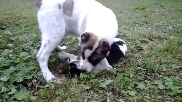 Среднеазиатская овчарка смотреть онлайн